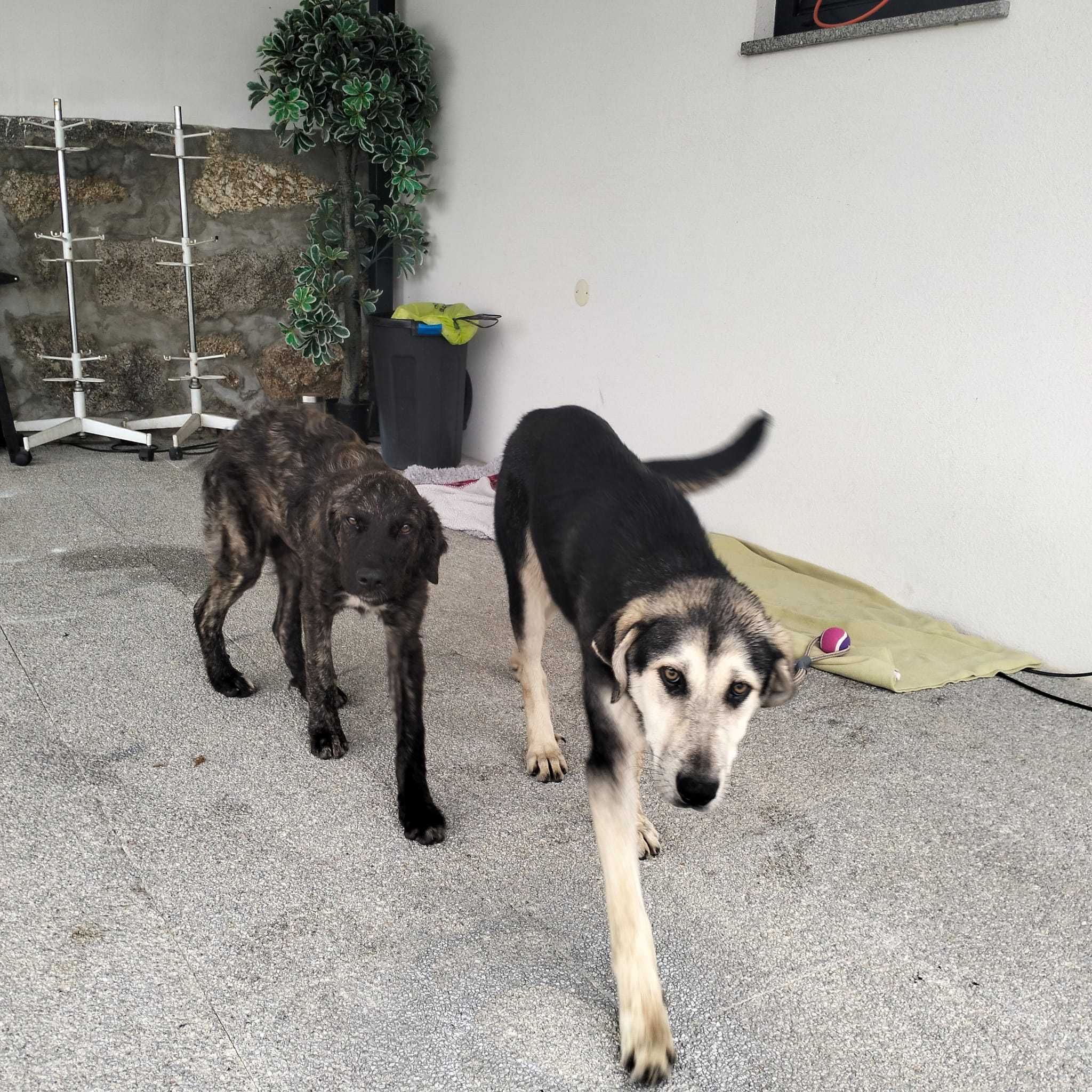 Cachorro castro laboreiro para adoção