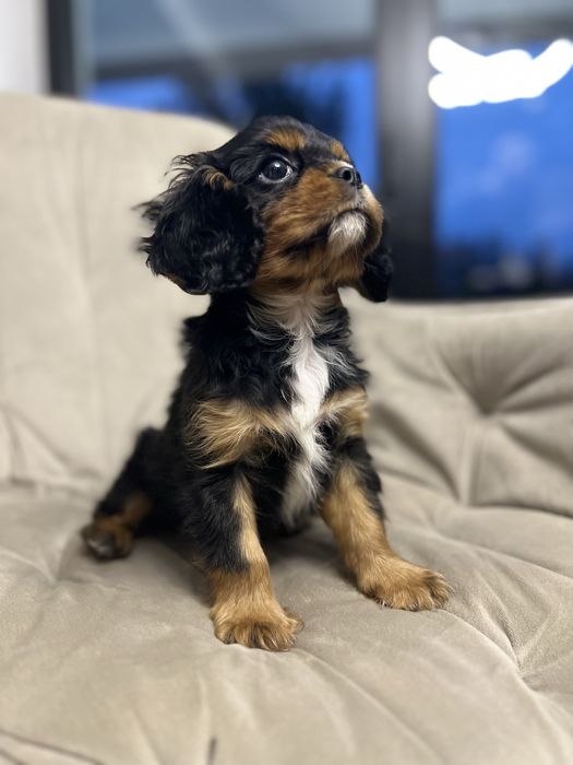 Cavalier King Charles Spaniel black&tan piesek