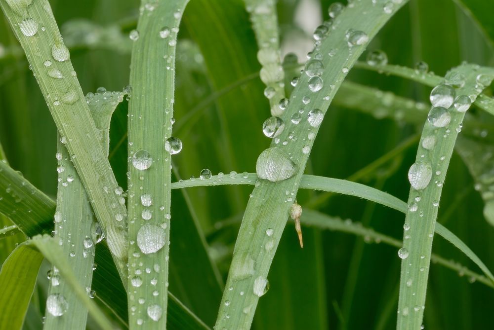 Proso rózgowate 'Waterfall' (Panicum virgatum) Doniczka 2.0L