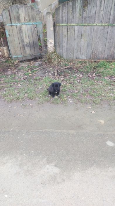 Щенки, мама породистая собака, большая