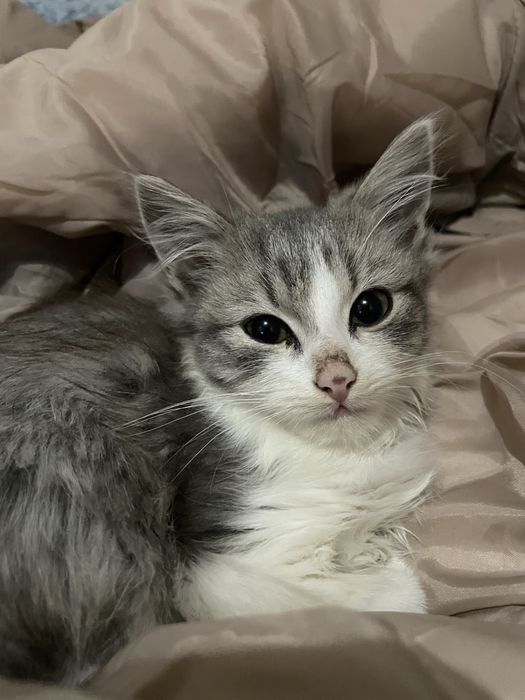 В добрі руки котик хлопчик