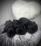 Staffordshire Bull Terrier, Staffik, Stafik FCI