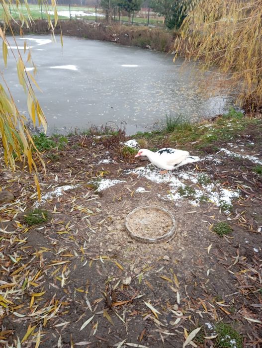 Młode koguty i kaczka