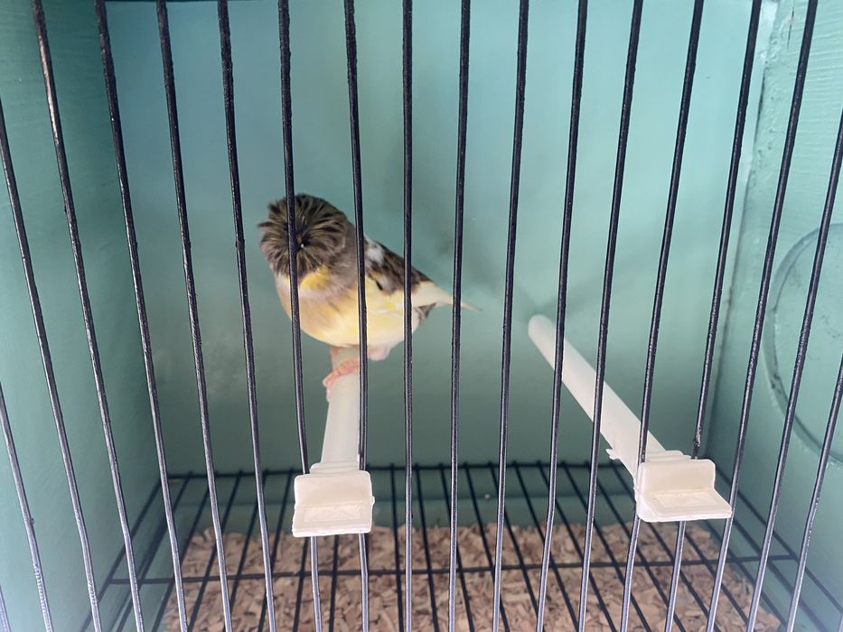 Canarios machos e femeas