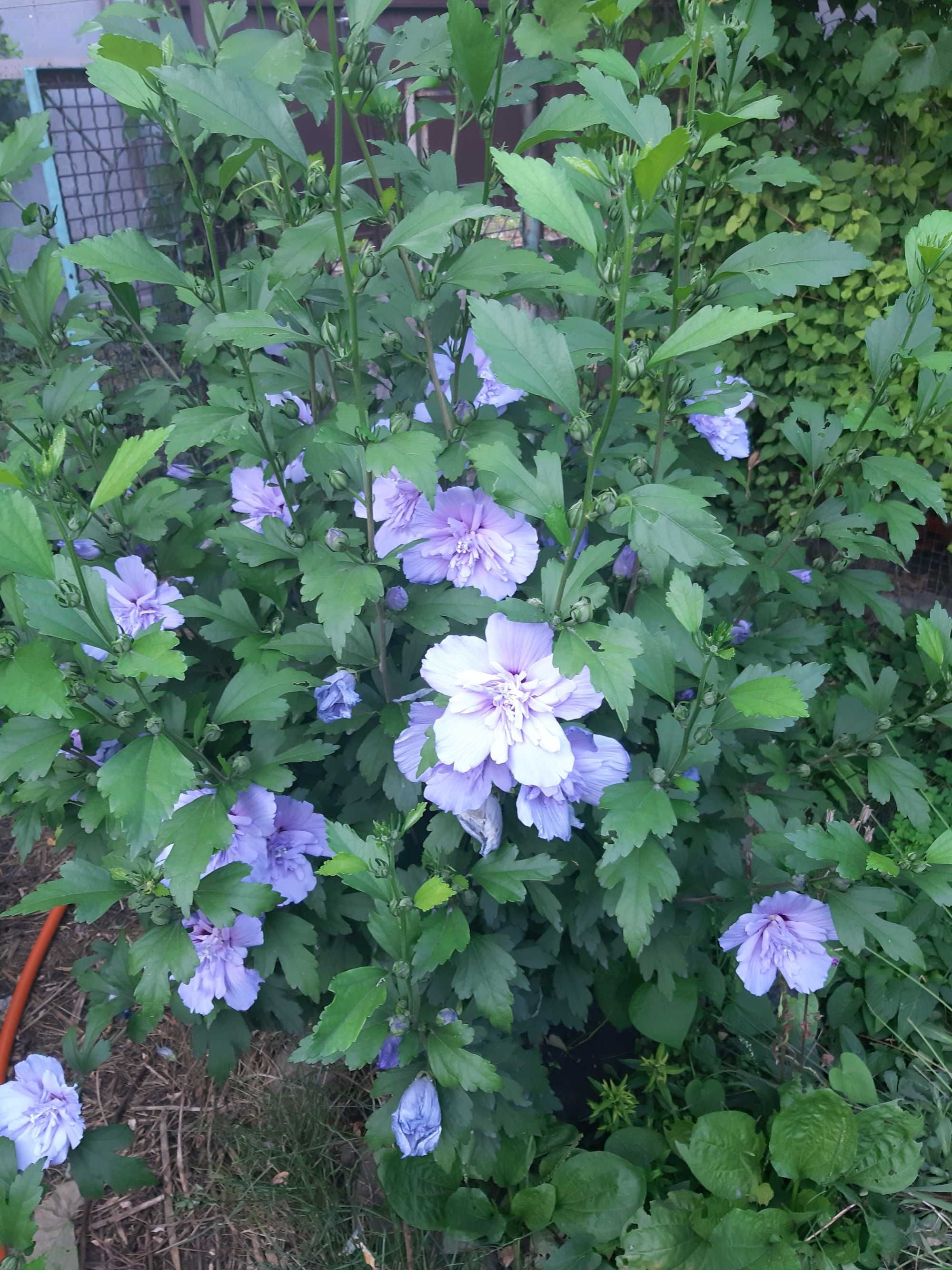 Сирийский махровый гибискус Blue Chiffon