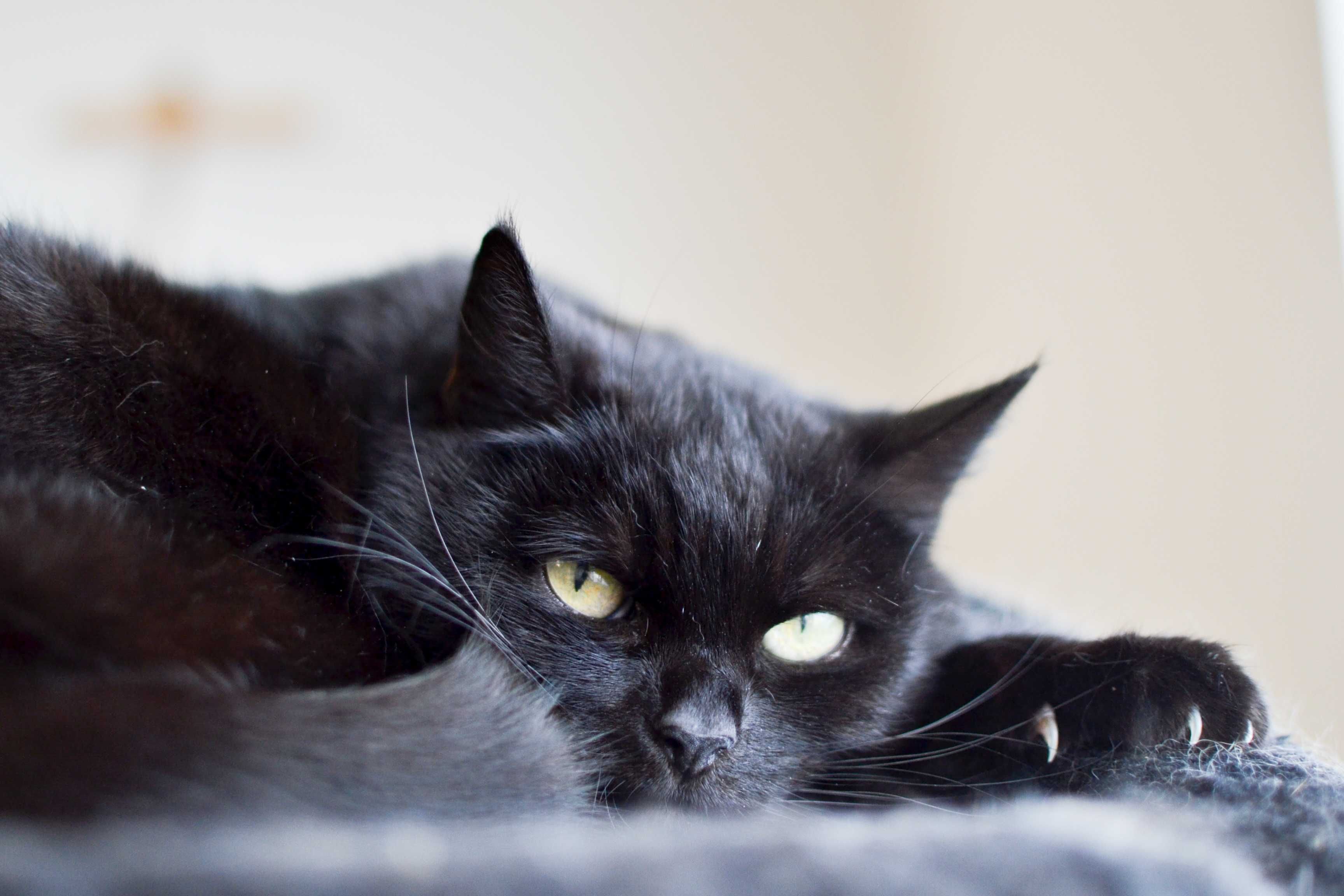 Mamba - czarna, spokojna kotka do adopcji!