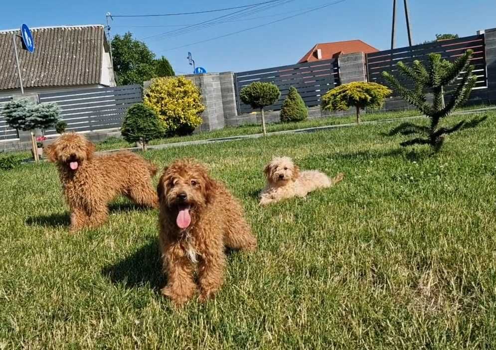Maltipoo szczeniak
