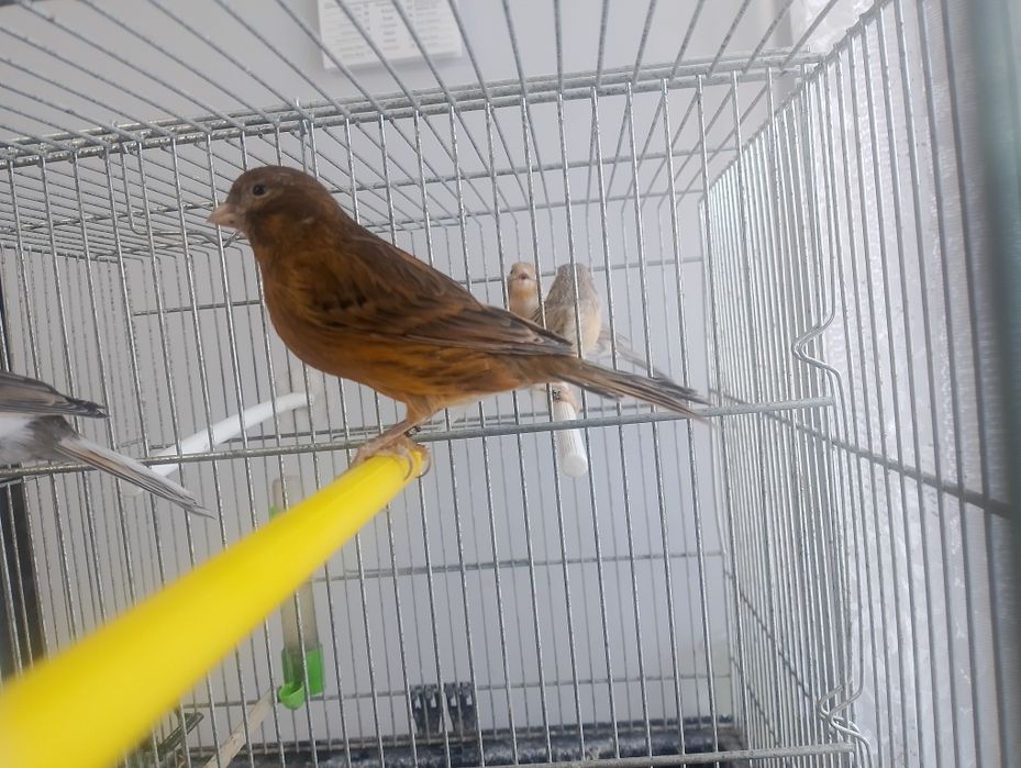 Kanarki samice 2025 r. - agaty