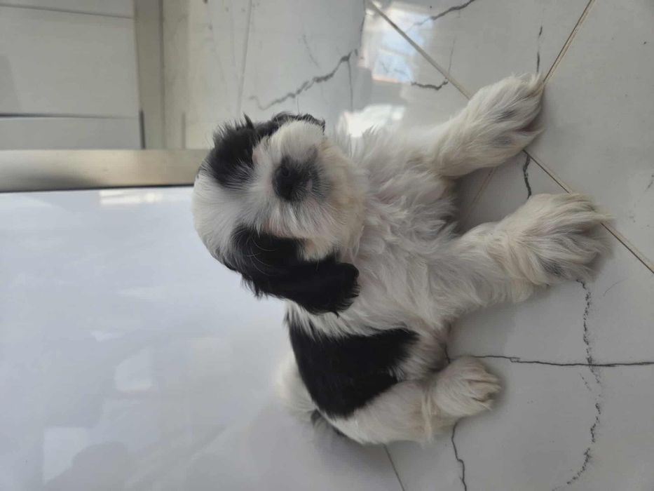Uroczy piesek Shih-tzu