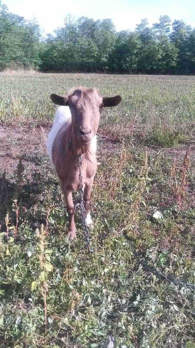 Продам дойную безрогу козу,  зааненка