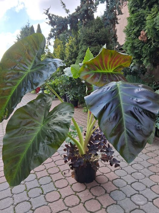 Kwiat ozdobny alokazja około 180 cm