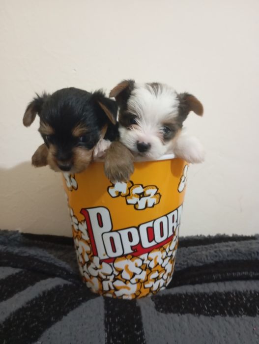 Yorkshire Terrier menino