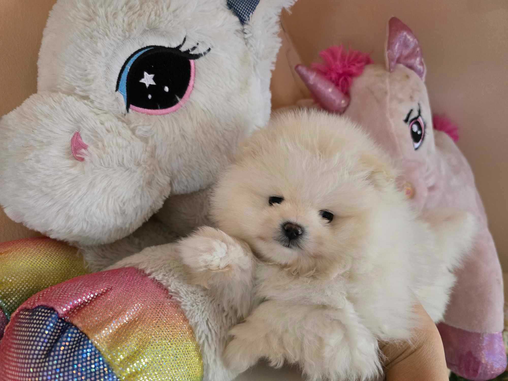 Pomeranian szpic miniaturowy ZKwP/FCI