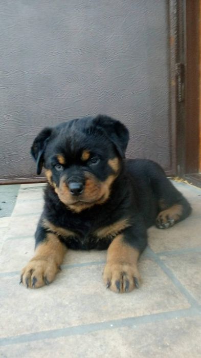 Цуценята ротвейлера є хлопчики