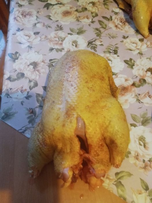 Swojskie kaczki chowane od młodego