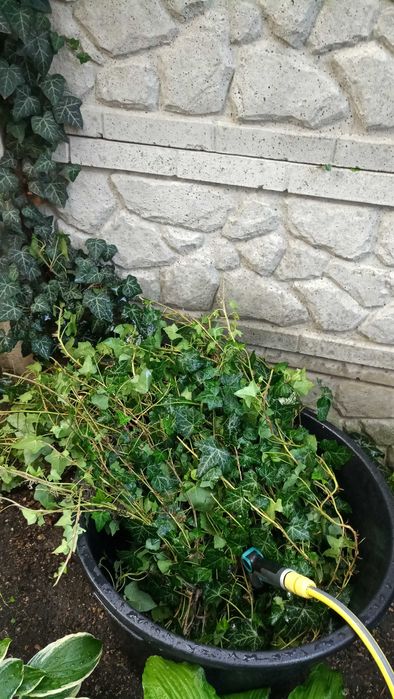 Вуличний вічнозелений плющ