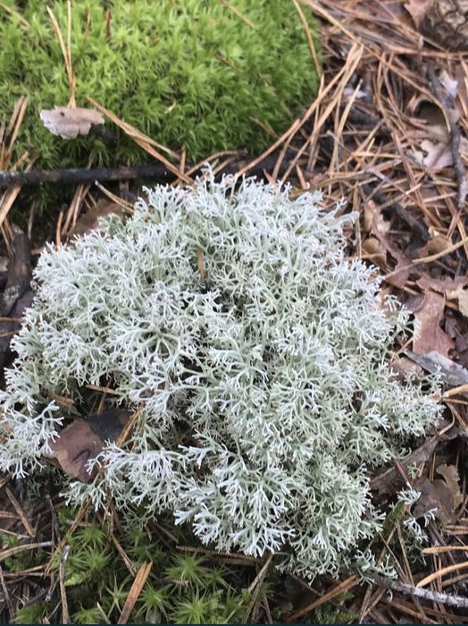 Живий та сухий мох для тваринок та декору.