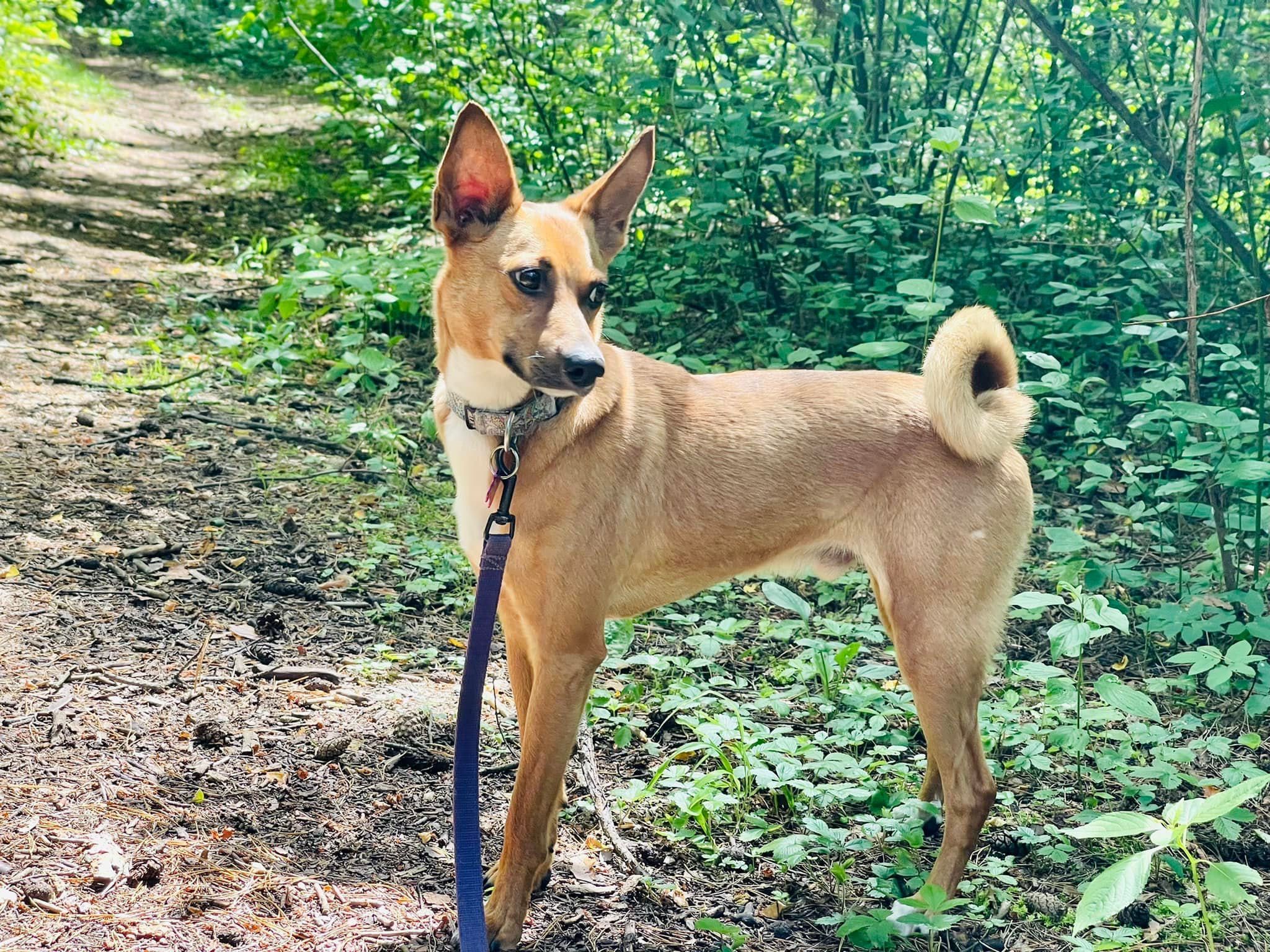 Paco w typie Basenji do adopcji