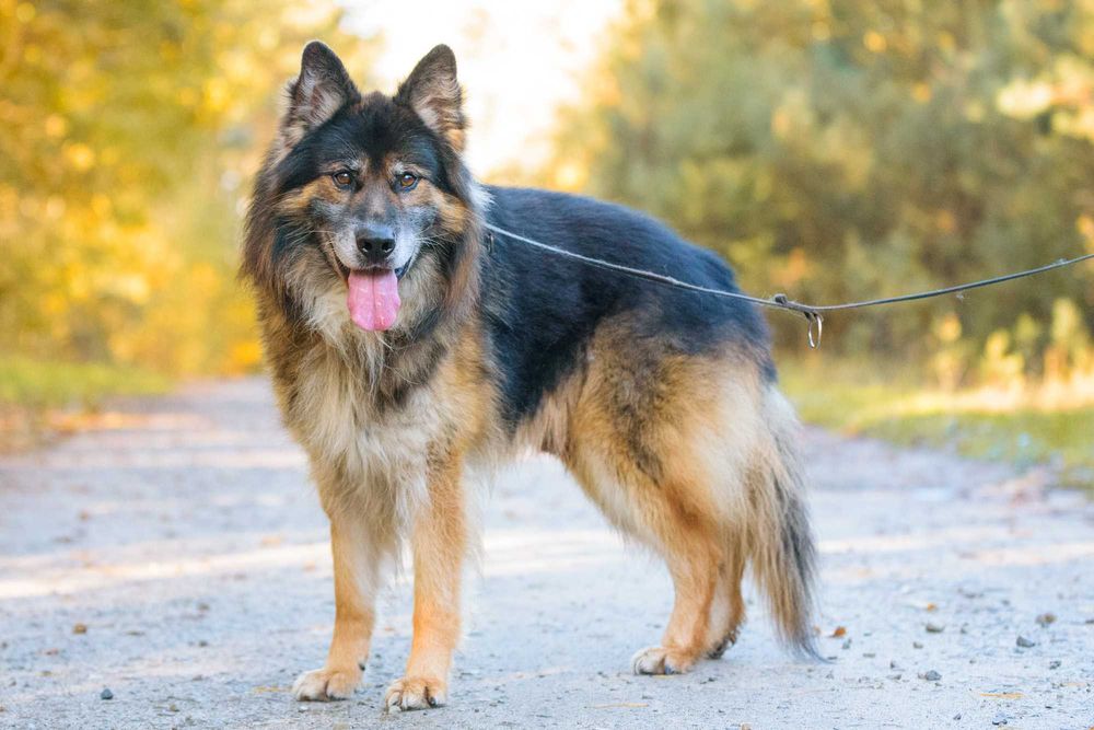 Odino: pluszaty, przyjazny, mądry owczarkowy psistojniak