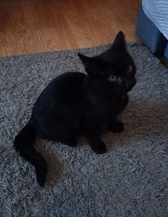 Mały kotek do oddania w dobre ręce