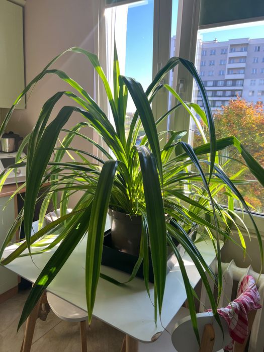 Pandatus, Pochutnik-roślinka doniczkowa