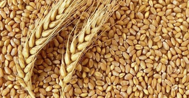 Продам пшеницу с доставкой Харьков и область