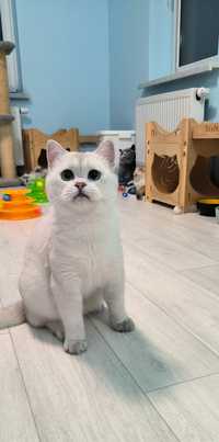 Срібний котик із синіми очима