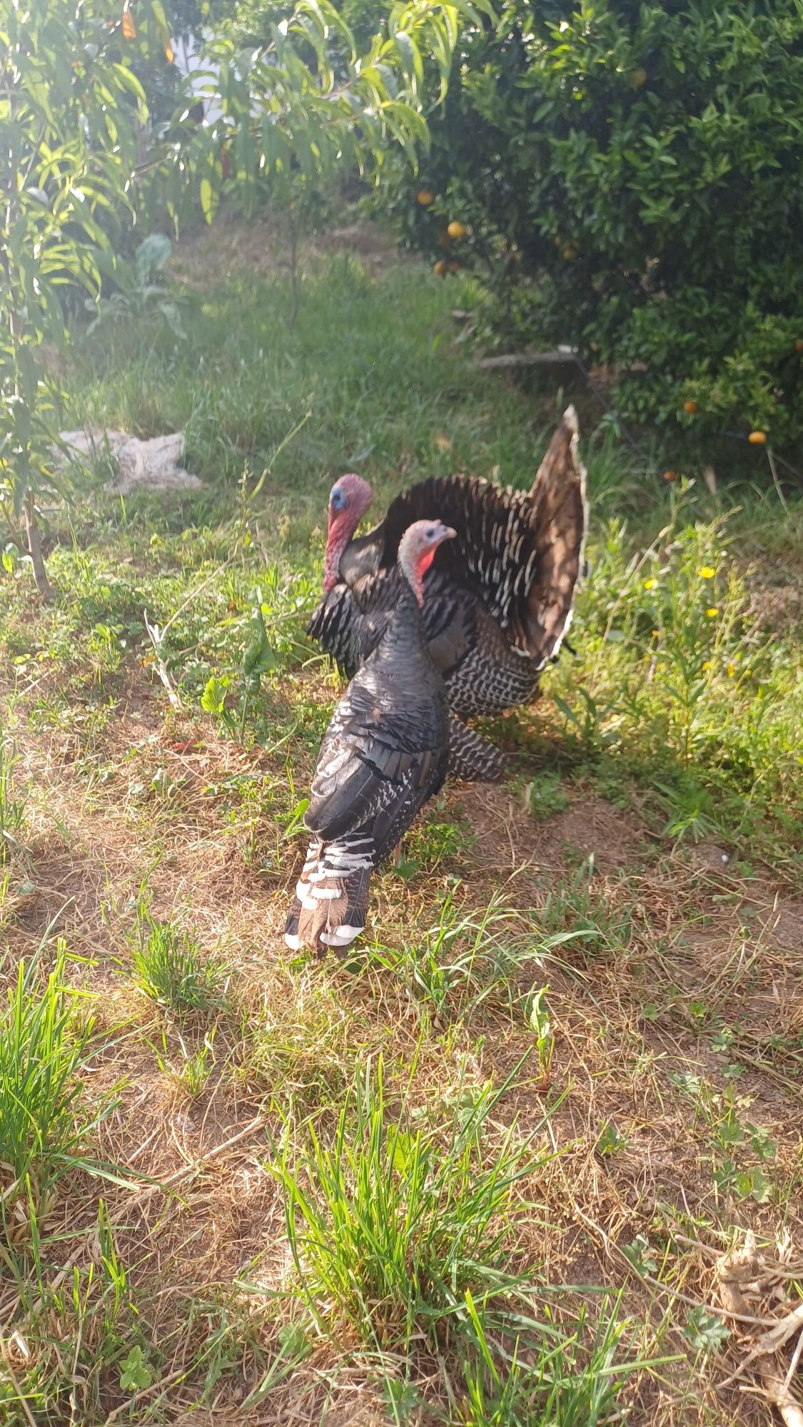 Vendo ovos de peru