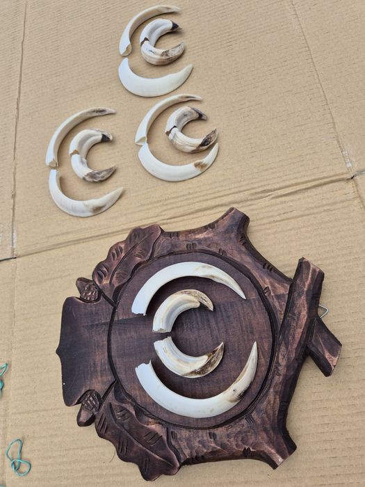 Kompletny oręż dzika Duza ilosc zestawów oręż fajki i szable dzika kly