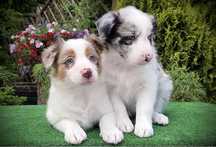 Suczka Border Collie ZKwP. FCI
