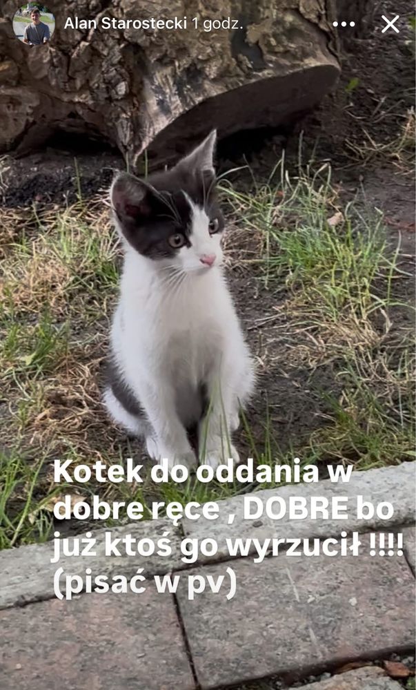 Do oddania znaleziony kotek