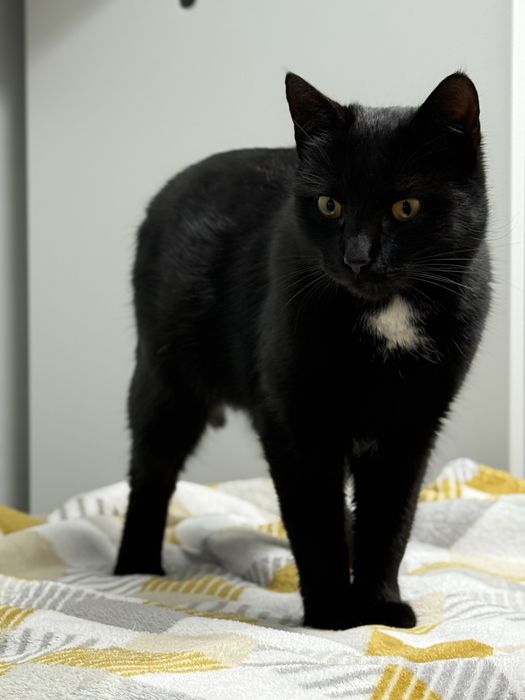 Spokojna Pchełka o miękkim spojrzeniu