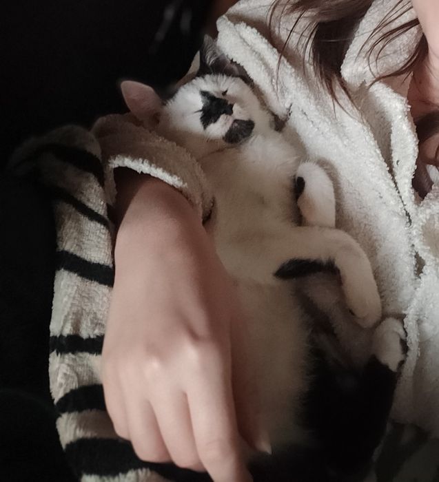 Милый котик ищет семью