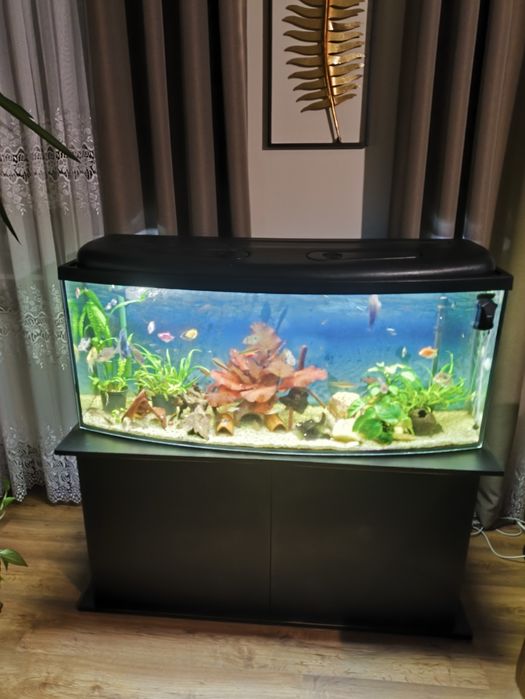 Akwarium 200 litrów z szafką i pokrywą