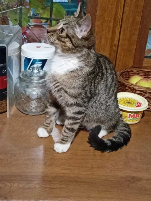 Henryk, Henio, Heniutek - turbo luzak szuka domu!