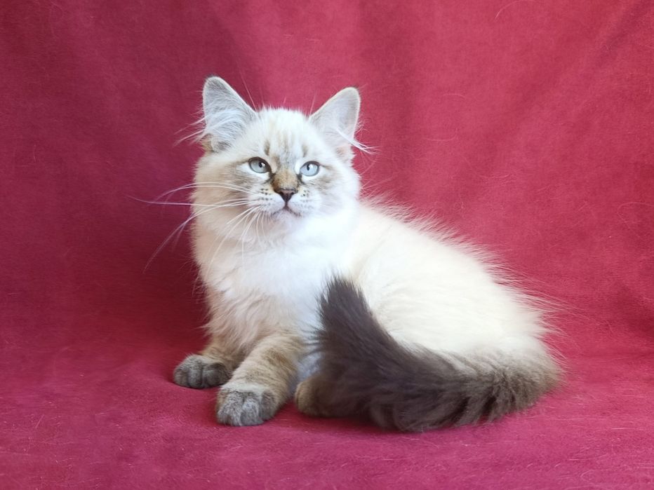 Гарна клубна сибірська дівчинка