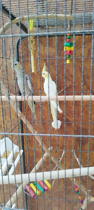 Sprzedam papugi nimfy razem z klatką