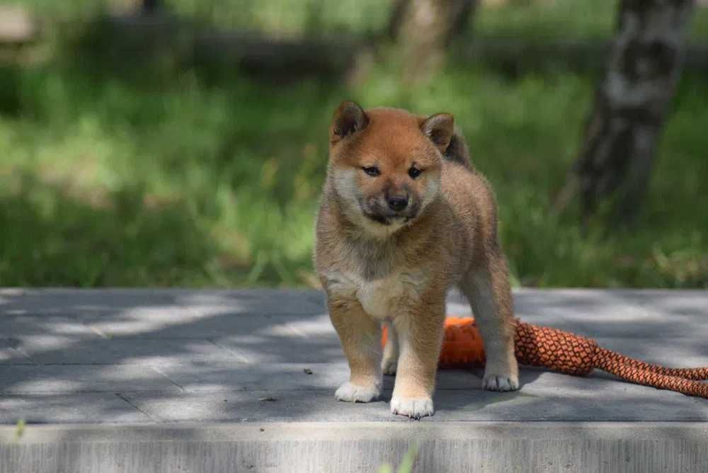 Shiba Inu disponível