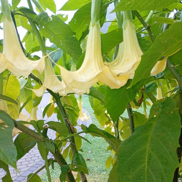 Patyczki datury do ukorzenienia