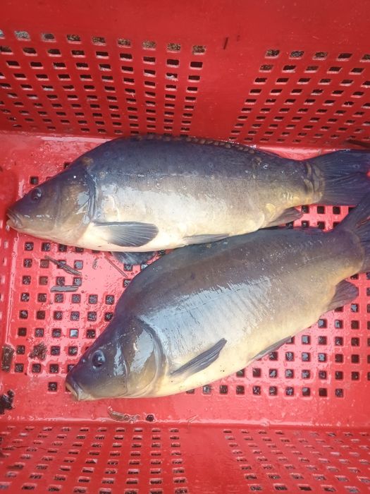 Karp handlowy 16zł kg