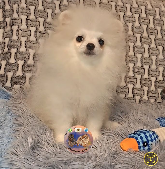 Piesek maleńkich rozmiarów Szpic Miniaturowy-Pomeranian.