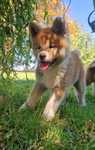 Akita Inu - czerwony piesek - gotowy do odbioru