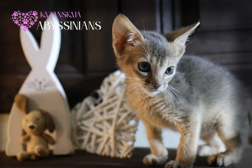 Абиссинская кошка мальчик окраса голубой