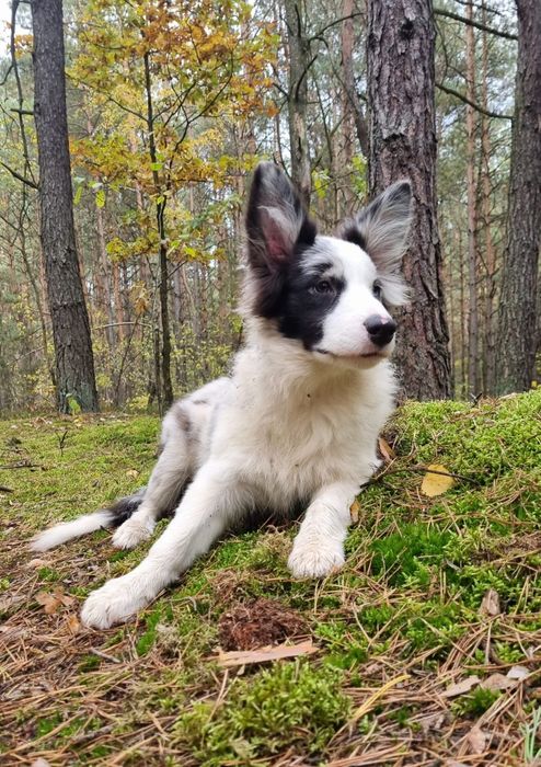 Border Collie suczka blue merle badania