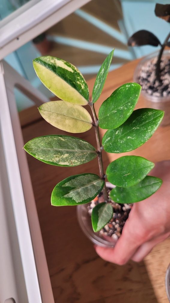 Zamioculcas / Zamiokulkas variegata