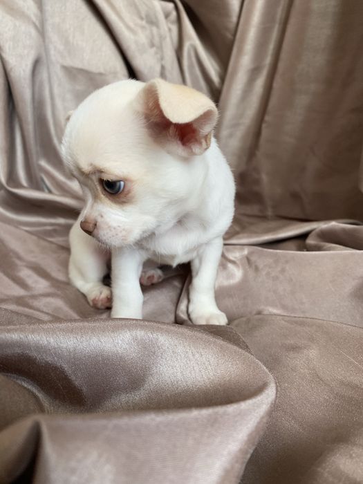 Чихуахуа щенки  , чишки