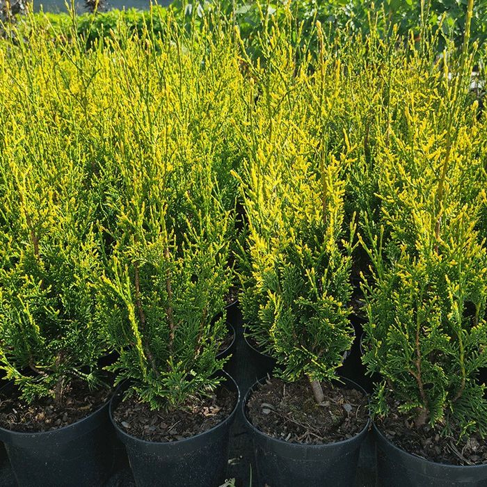 Ауреоспіката туя