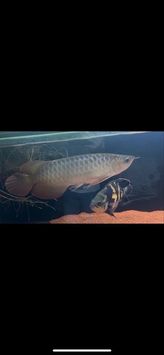 Arowana super red 35cm