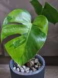 Monstera sport LF variegata aurea yellow Marilyn GOG cała roślina