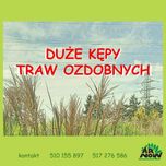 DUŻE kępy TRAW ozdobnych